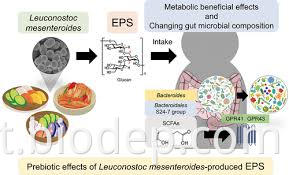 leuconostoc mesenteroides7